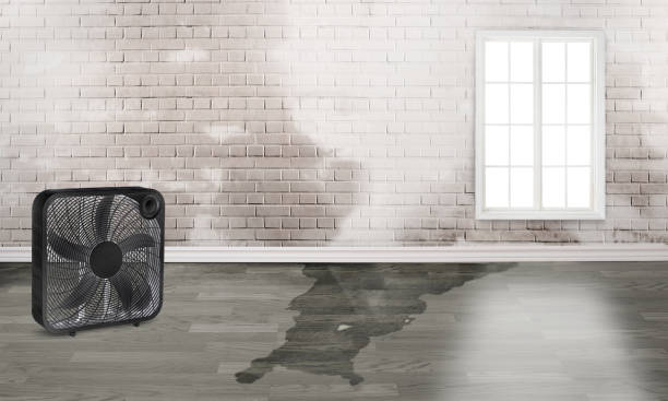 Best Water damage restoration near me  in Wilton, CA